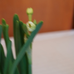Narcissus tazetta chinensis
