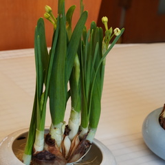 Narcissus tazetta chinensis