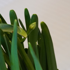 Narcissus tazetta chinensis