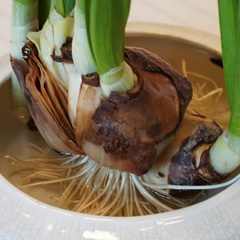 Narcissus tazetta chinensis