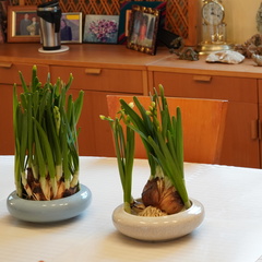 Narcissus tazetta chinensis
