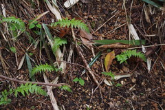 Phegopteris decursive-pinnata