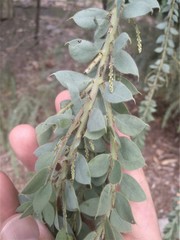 Acacia vestita