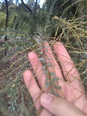 Acacia vestita
