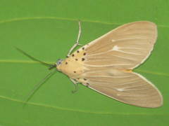 Asota producta