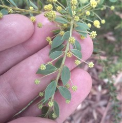 Acacia cremiflora