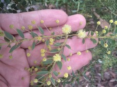 Acacia cremiflora