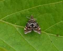 Prochoreutis