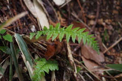 Phegopteris decursive-pinnata