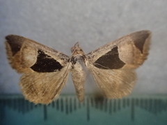 Agamana