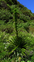 Aciphylla horrida
