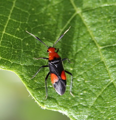 Trilaccus nigroruber