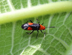 Trilaccus nigroruber