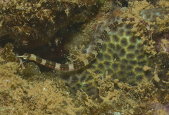 Corythoichthys amplexus