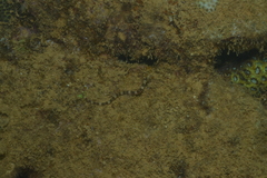 Corythoichthys amplexus