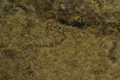 Corythoichthys amplexus