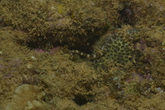 Corythoichthys amplexus