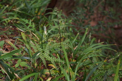Athyrium vidalii