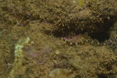 Corythoichthys amplexus