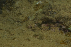 Corythoichthys amplexus