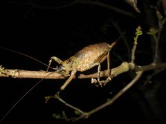 Nesoecia
