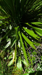 Aciphylla horrida