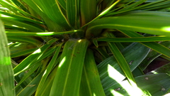 Aciphylla horrida