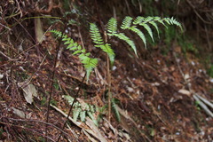 Athyrium vidalii