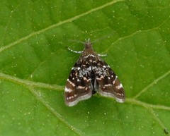 Prochoreutis