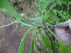 Verbesina oncophora