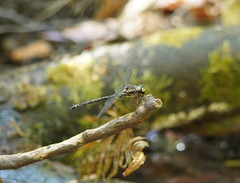 Austroaeschna atrata