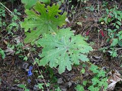 Psacalium peltatum