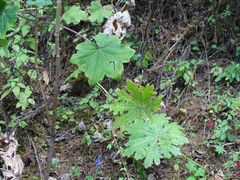 Psacalium peltatum