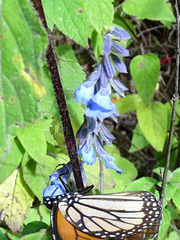 Salvia helianthemifolia