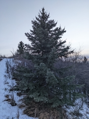 Picea glauca × engelmannii