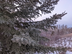 Picea glauca × engelmannii