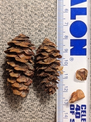 Picea glauca × engelmannii