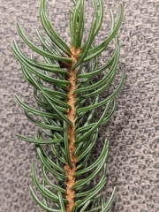 Picea glauca × engelmannii