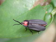 Pyrocoelia formosana