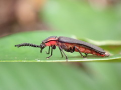 Pyrocoelia formosana
