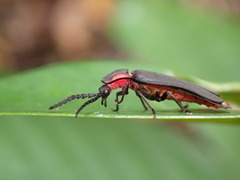 Pyrocoelia formosana
