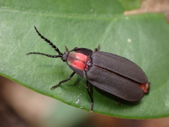 Pyrocoelia formosana
