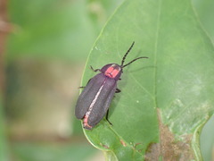 Pyrocoelia formosana
