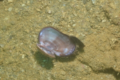 Barbatia amygdalumtostum