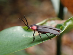 Pyrocoelia formosana