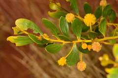 Acacia bivenosa