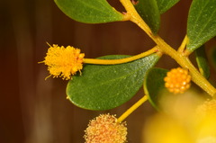 Acacia bivenosa