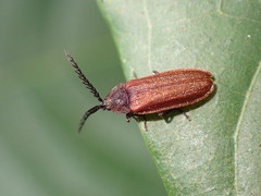 Cyphonocerus sanguineus