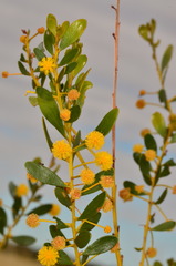 Acacia bivenosa