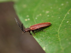 Cyphonocerus sanguineus